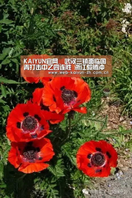 KAIYUN官网_
武汉三镇面临国青打击中乙四连胜 浙江毅腾冲甲之路再遇苦主疯狂宝韵(图2) 开云赛事